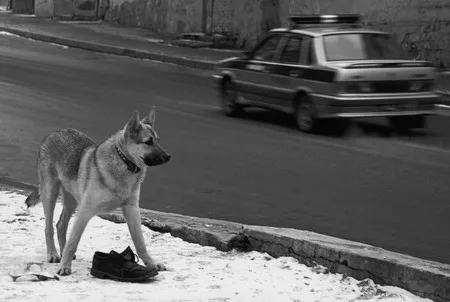 Dog’s heart. Кадр 9