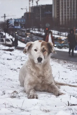 Dogs and Moscow. Кадр 2