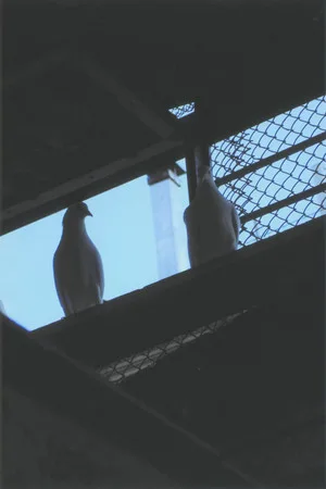 From life of doves. Кадр 13