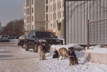 Dog’s life. Кадр 5