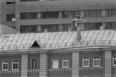 Московская чайка у себя дома — портрет в интерьере. Кадр 4