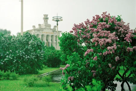 Stalin lilac. Кадр 3