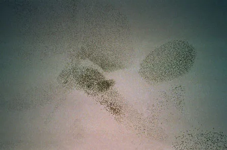 Flock of Birds. Кадр 8
