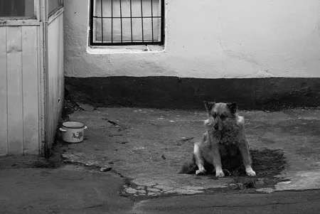 Dog’s heart. Кадр 4