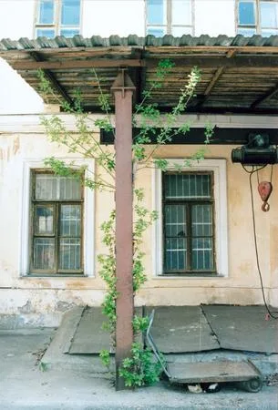 City trees. Кадр 8