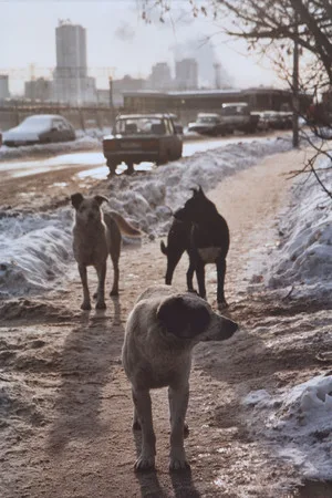 Dog’s life. Кадр 3