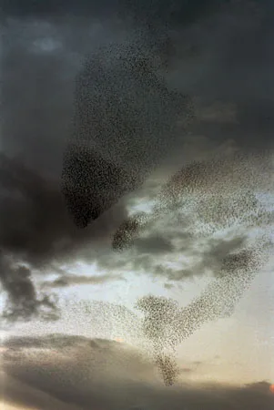 Flock of Birds. Кадр 6