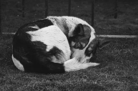Man’s friend. Кадр 8