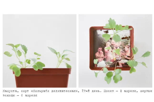 Datscha/Garden. Кадр 4