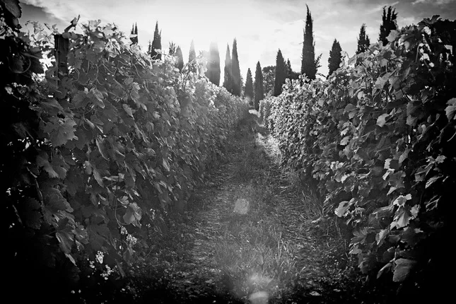 Timeless Tuscany. Кадр 5
