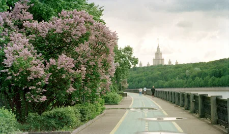 Stalin lilac. Кадр 6