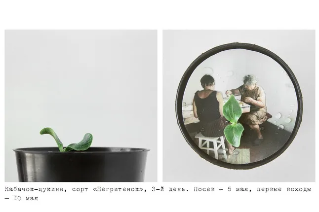 Datscha/Garden. Кадр 5
