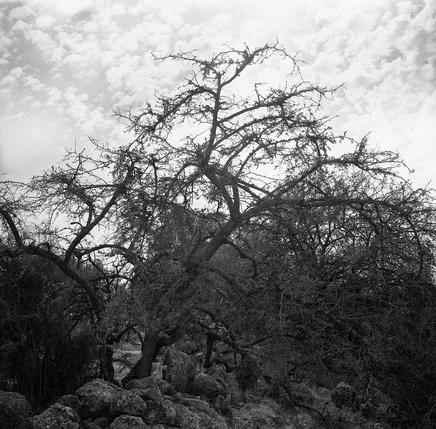 Portraits in the Landscape. Кадр 10
