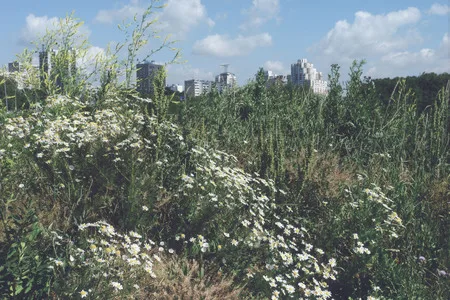 Built in nature II. Кадр 2