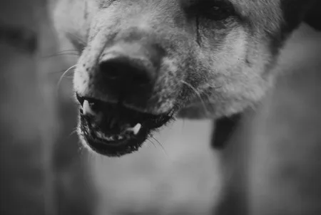 Dogs story. Кадр 4