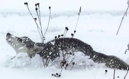 Husky. Кадр 1