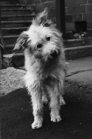 Man’s friend. Кадр 1