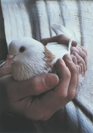 From life of doves. Кадр 14