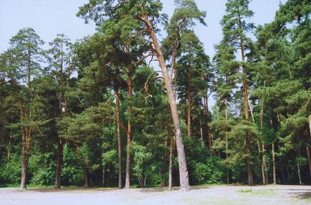 Moscow parks 2. Кадр 3