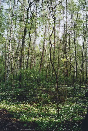 Parcs of Moscow. Кадр 2