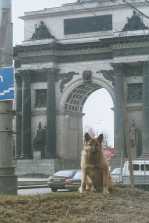Dogs and Moscow. Кадр 4