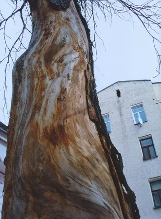 Древо. Кадр 4
