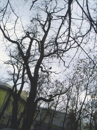 Krivokolennie walks. Кадр 6