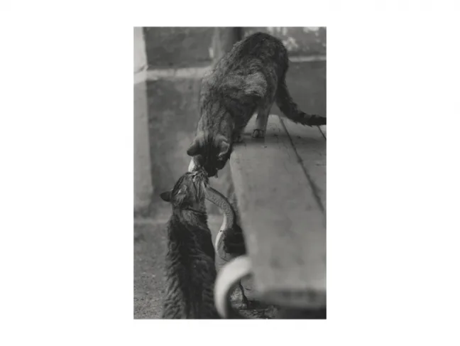 Cats in the City of Grodnoс. Кадр 1