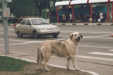 Dogs and Moscow. Кадр 7