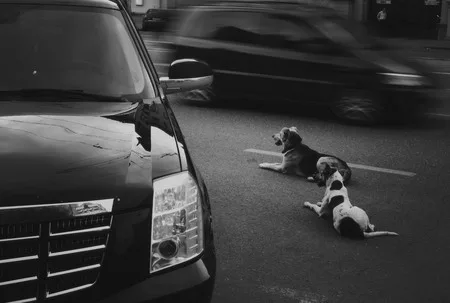 Dogs story. Кадр 1