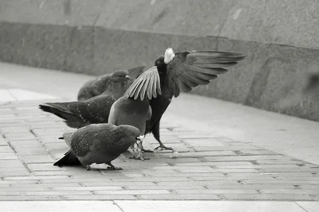 City commensals. Кадр 6
