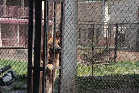 In the dog training centre. Кадр 5