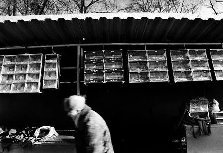 Last day of the Bird's market. Кадр 3