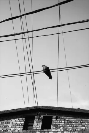 Birds in the town. Кадр 9