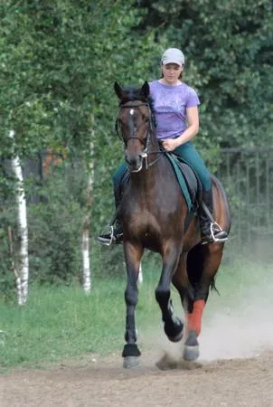 Everyday lives and holidays of a hippodrome. Кадр 1