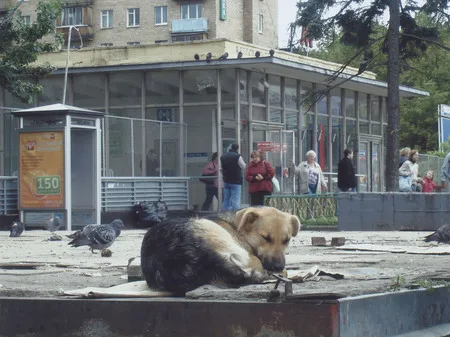 Dogs and Moscow. Кадр 6