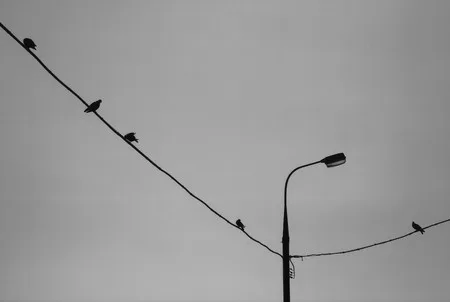 Birds in the town. Кадр 2