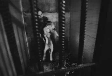 Dogs story. Кадр 10