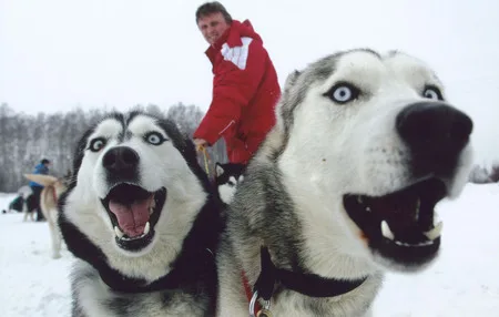 Husky. Кадр 3