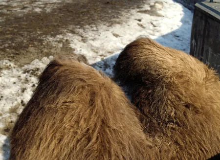 Whose fur coat is better?. Кадр 2