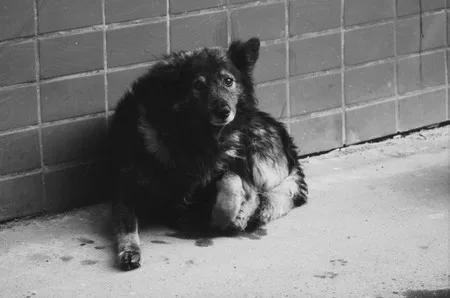 Man’s friend. Кадр 6
