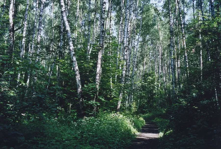 Parcs of Moscow. Кадр 8