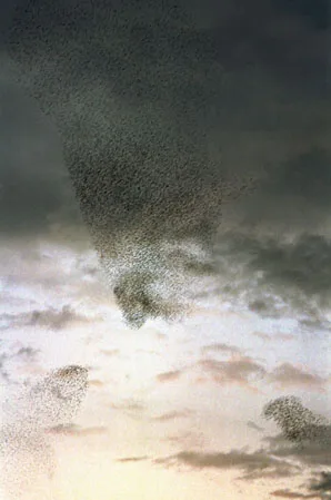 Flock of Birds. Кадр 7