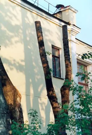 City trees. Кадр 1