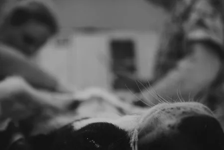 Dogs story. Кадр 9