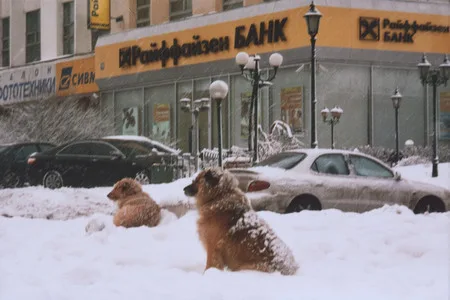 Dog’s life. Кадр 7