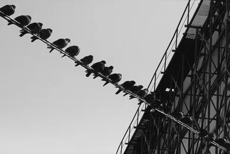 Birds in the town. Кадр 7