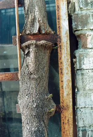City trees. Кадр 7