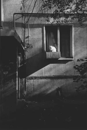 Silent life to Medvedkovo. Кадр 3