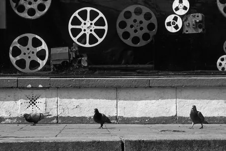 Birds in the town. Кадр 4